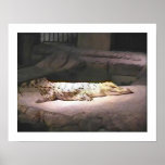 Livin' On Gator Time posters