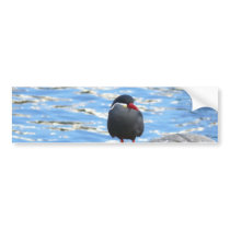 Living Coast Devon bumper stickers by lifesphere Living Coast Devon bumper stickers