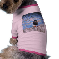 Living Coast Devon pet clothing by lifesphere Living Coast Devon pet clothing