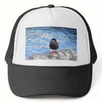 Living Coast Devon hats by lifesphere Living Coast Devon hats