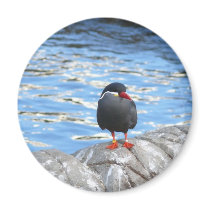 Living Coast Devon magnets by lifesphere Living Coast Devon magnets