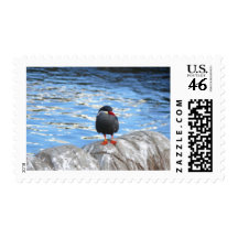 Living Coast Devon Stamps