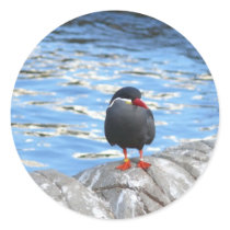 Living Coast Devon stickers by lifesphere Living Coast Devon stickers