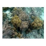 Living Coral Postcard