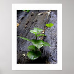 Living I /Poster posters