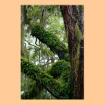 Living Oak posters