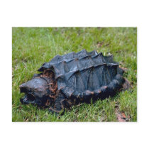 Living Prehistoric Turtle Postcard by Natures_Best_Images Living Prehistoric Turtle Postcard