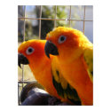 Living Sunset posters by SweetRascal Living Sunset posters