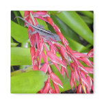 Lizard and Beauty Refrigerator Magnet