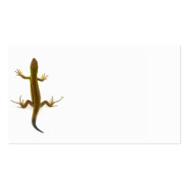 lizard business card