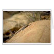 Lizard cards