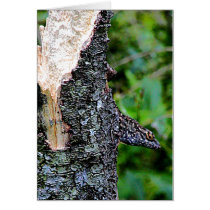 Lizard cards