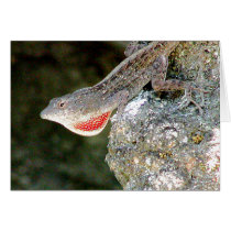 Lizard cards