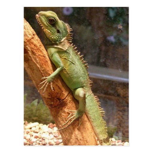 Lizard Climbing a Tree Postcard Zazzle