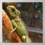 Lizard Climbing a Tree Poster