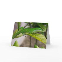 Lizard Greeting Card 001