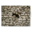 Lizard in a Mayan ruin cards