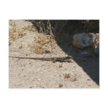 Lizard in Arizona desert postcards