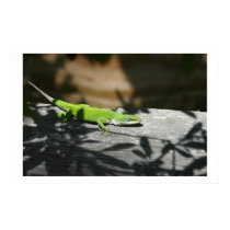 Lizard in the scrapwood posters by drenehtsral Lizard in the scrapwood posters