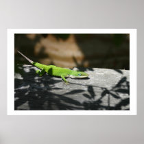Lizard in the scrapwood posters