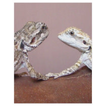 Lizard Love flyers