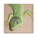 Lizard Magnet magnet