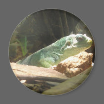 lizard magnet magnets