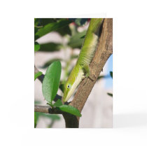 Lizard on a Branch Card 01