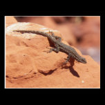 Lizard On A Rock postcards