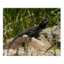 Lizard on a rock Poster posters by Yarijik Lizard on a rock Poster posters