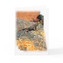 Lizard on Colored Rock cards