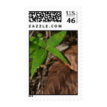 Lizard on Leaf postage by toddk042 Lizard on Leaf postage
