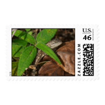 Lizard on Leaf postage by toddk042 Lizard on Leaf postage