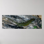 Lizard on rock posters