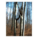 lizard or branch posters by photomorgana lizard or branch posters