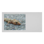 Lizard Photo Card