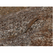 Lizard photo sculptures
