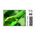 lizard postage