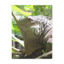 Lizard postcards by myhome71 Lizard postcards