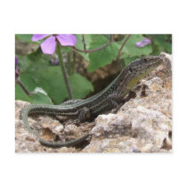 Lizard Postcard postcards