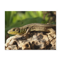 Lizard Postcard postcards
