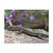 Lizard Postcard postcards