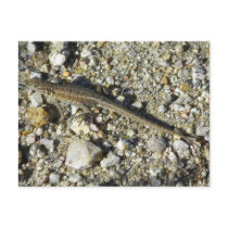 Lizard postcards by Congress_Arizona Lizard postcards