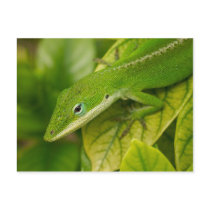 Lizard Postcard 01 by phantompanther Lizard Postcard 01