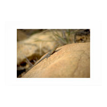 Lizard posters