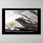 Lizard Print