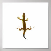 lizard poster