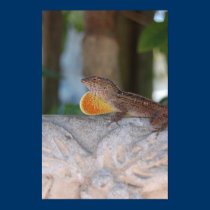 Lizard posters