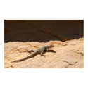 lizard poster posters by engagedesign lizard poster posters