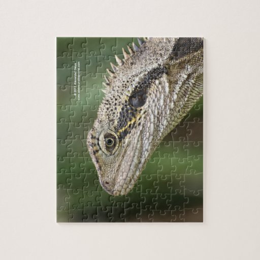 Lizard Puzzle Zazzle